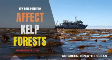 Pollution's Impact: The Plight of Kelp Forests