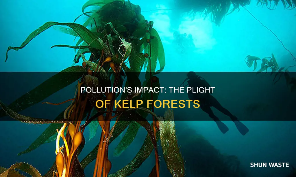 how does pollution affect kelp forests