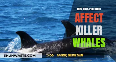 Pollution's Impact on Killer Whales: Understanding the Danger