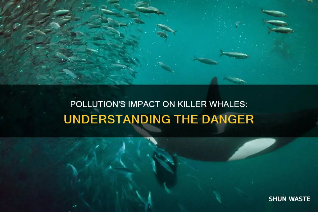 how does pollution affect killer whales