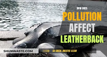 Leatherbacks' Plight: Understanding Pollution's Impact