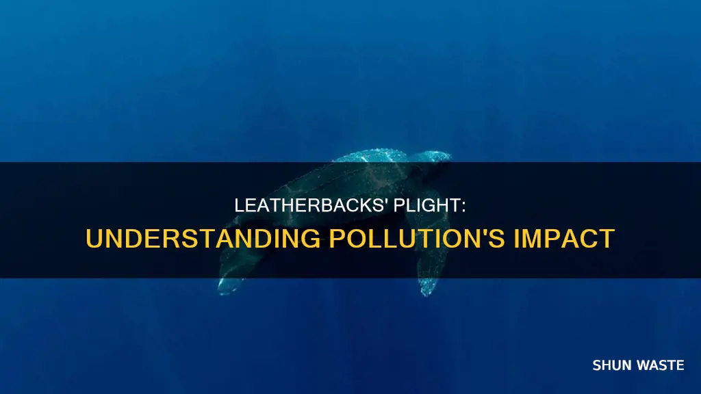 how does pollution affect leatherbacks