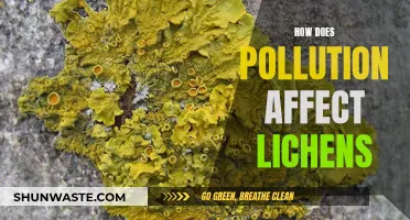 Lichen's Sensitivity: Pollution's Impact and Effects Explored