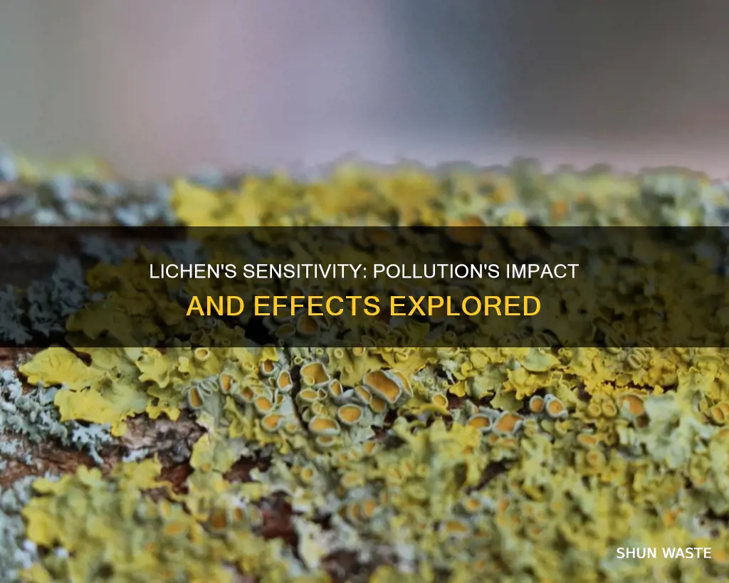 how does pollution affect lichens