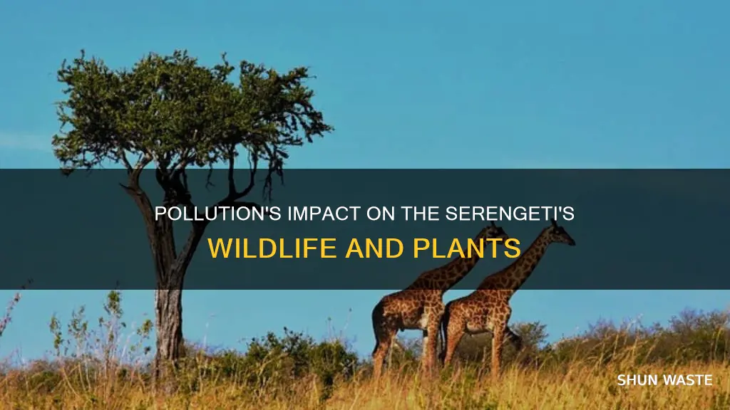 how does pollution affect living organisms in the serengeti