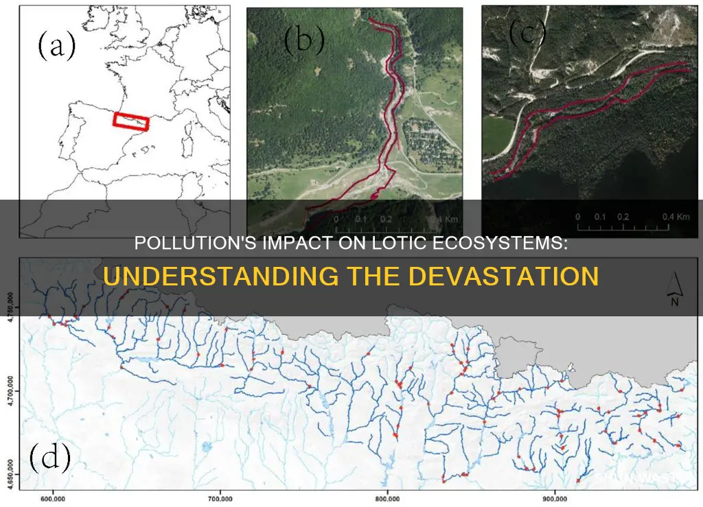 how does pollution affect lotic ecosystems