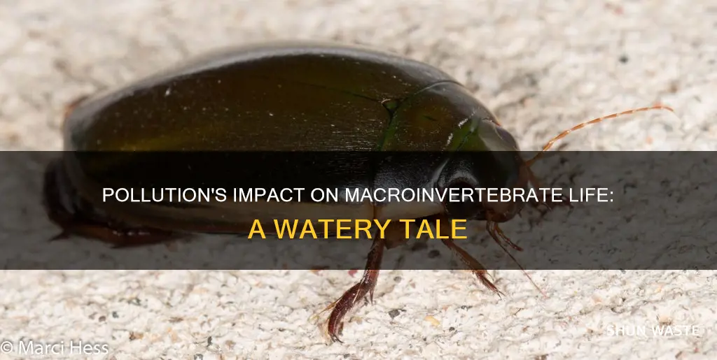 how does pollution affect macroinvertebrates