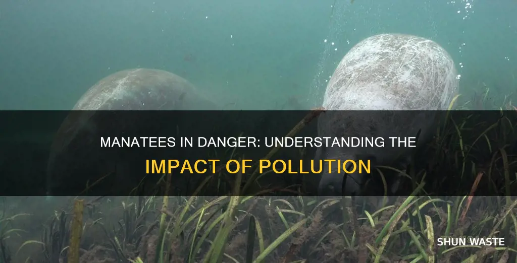 how does pollution affect manatees