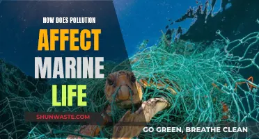 Pollution's Impact on Marine Life: Understanding the Devastation