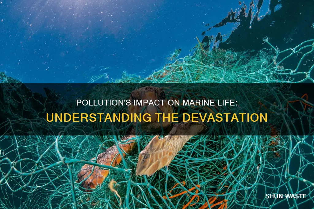 how does pollution affect marine life