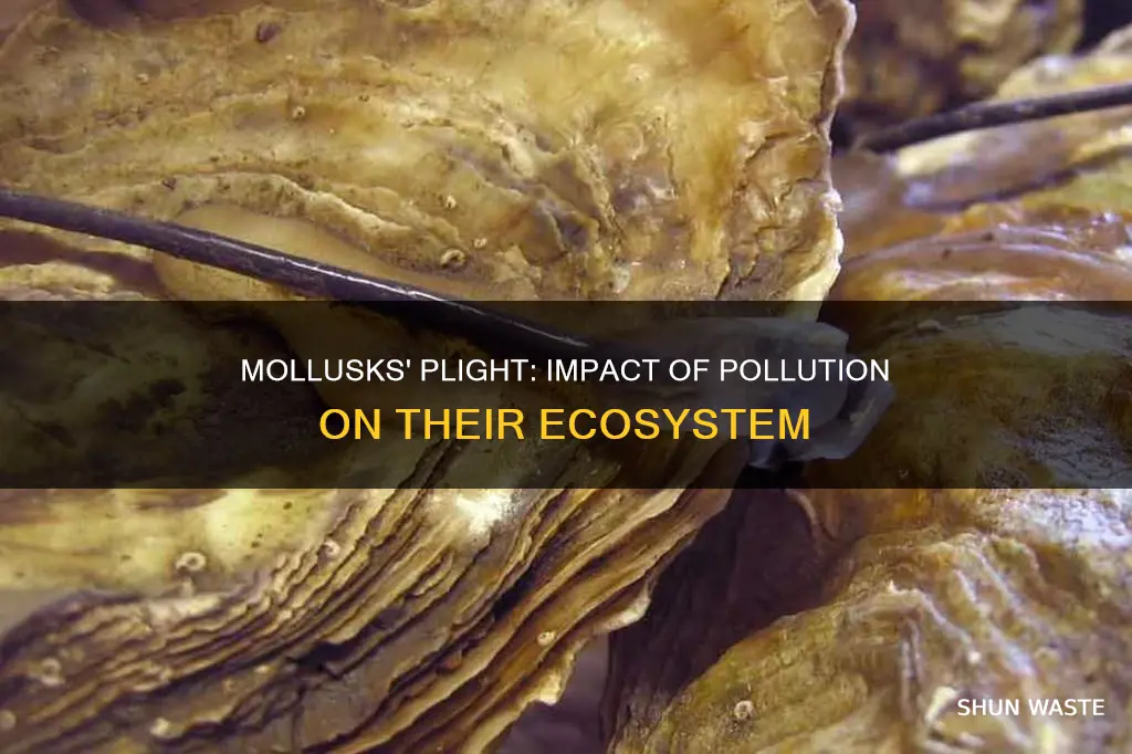 how does pollution affect mollusks