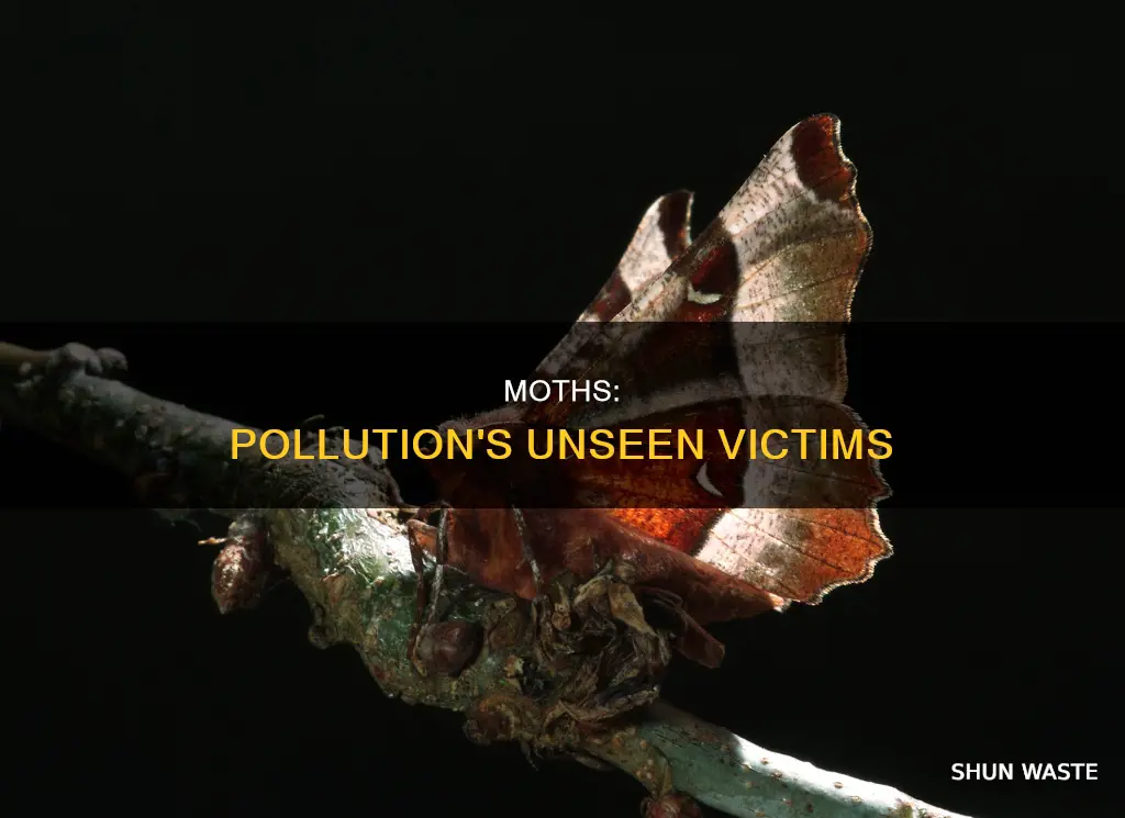 how does pollution affect moths paper