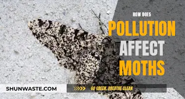 Moths: Unraveling the Impact of Pollution on Their Lives