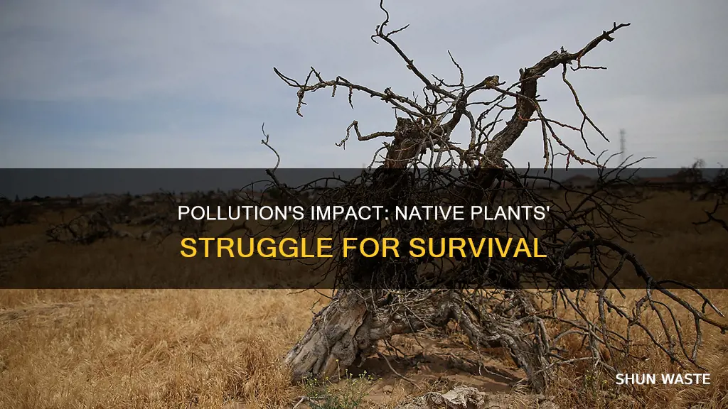 how does pollution affect native plants