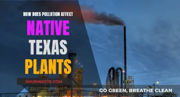 Texas Plants: Pollution's Impact and Resilience