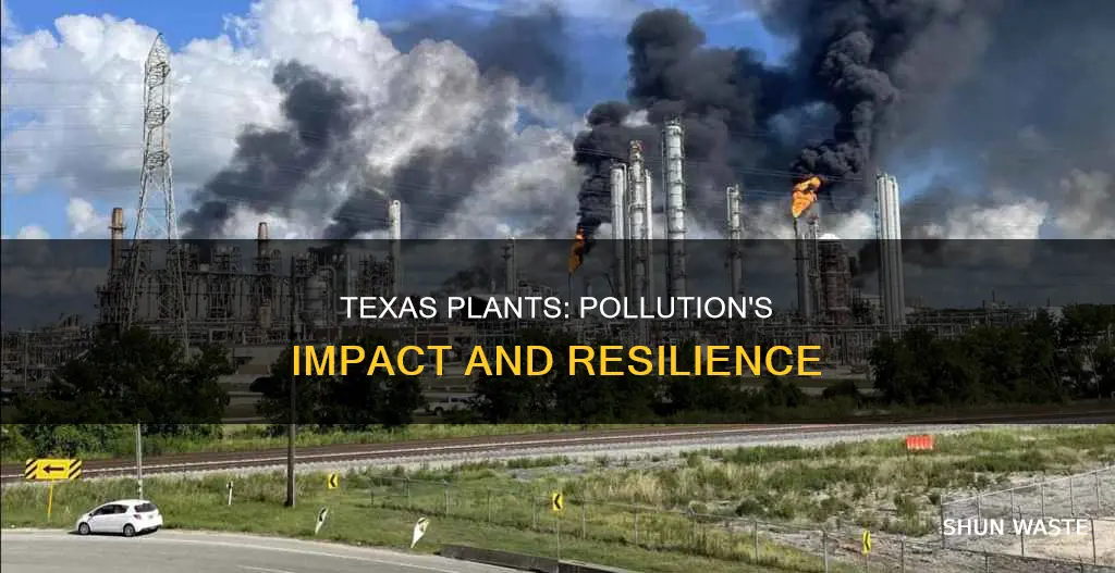 how does pollution affect native texas plants