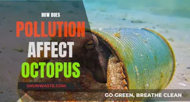 Pollution's Impact: Understanding the Octopus Plight