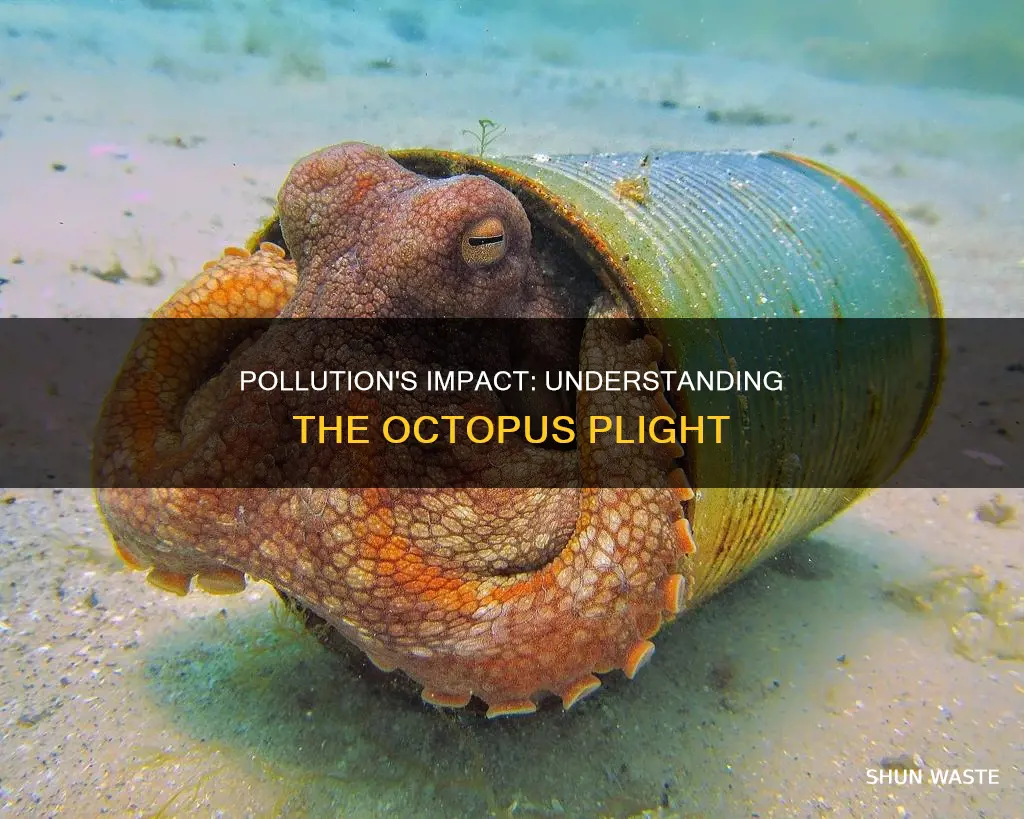 how does pollution affect octopus