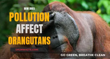 Pollution's Impact: Orangutans in Danger