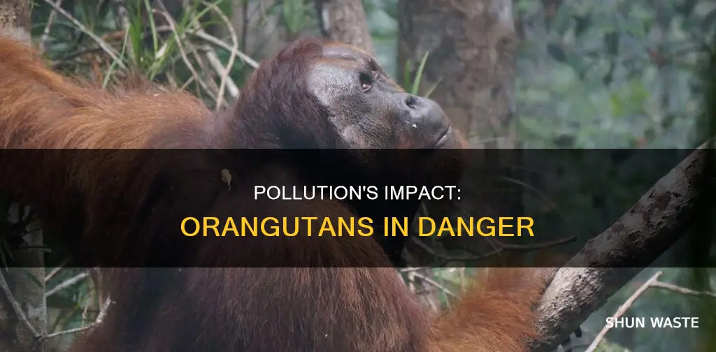 how does pollution affect orangutans