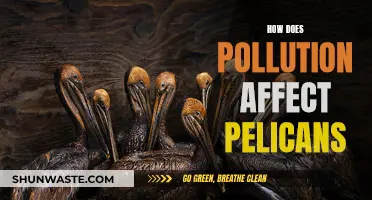 Pelicans in Peril: Understanding Pollution's Impact