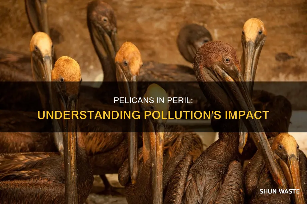 how does pollution affect pelicans