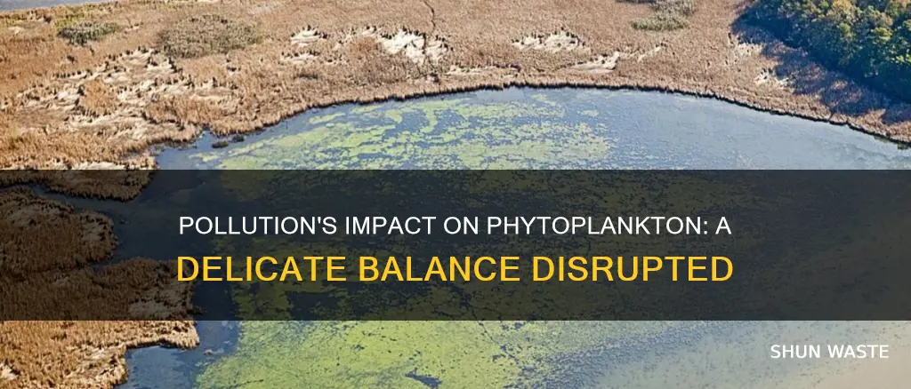 how does pollution affect phytoplankton