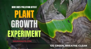 Pollution's Impact on Plants: An Experimental Journey