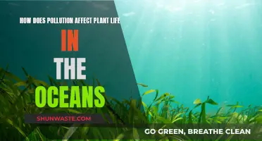 Ocean Pollution: Impacting Marine Plant Life and Health