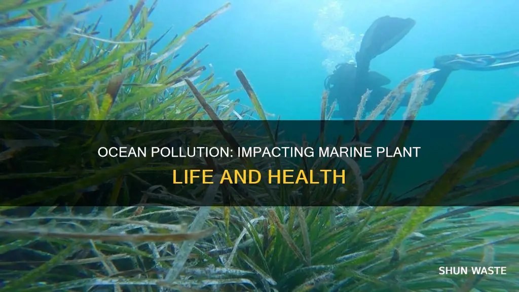 how does pollution affect plant life in the oceans