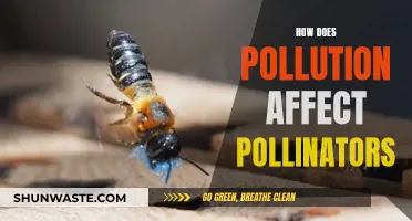 Pollutants' Impact on Pollinators: A Worrying Concern