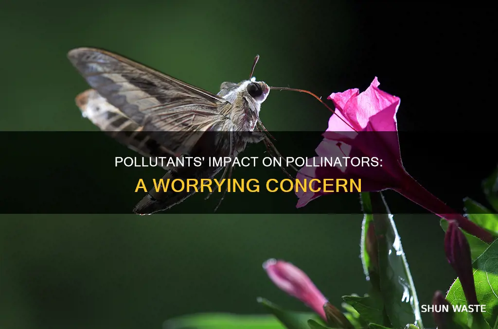 how does pollution affect pollinators