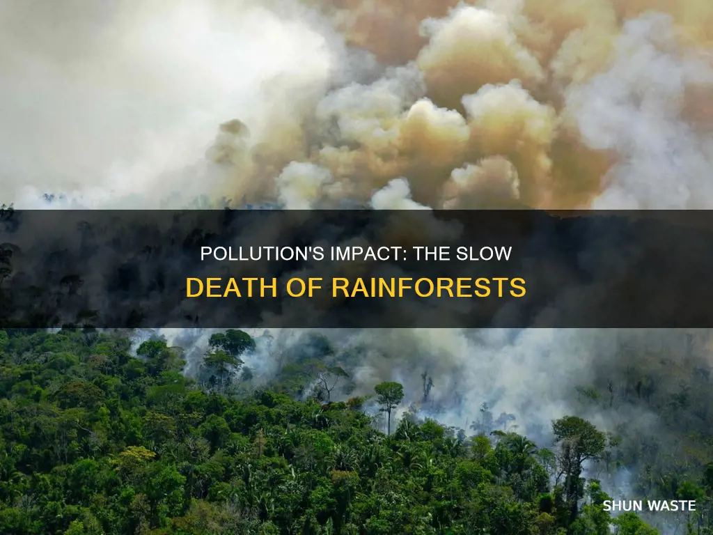 how does pollution affect rainforests