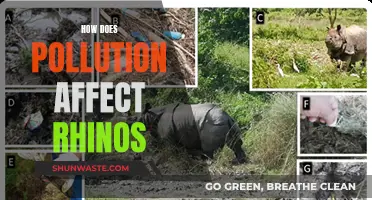 Rhinos' Health: Impact of Pollution on Their Habitat and Existence