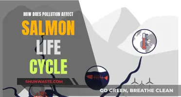 Salmon Life Cycle: Pollution's Impact and Resilience