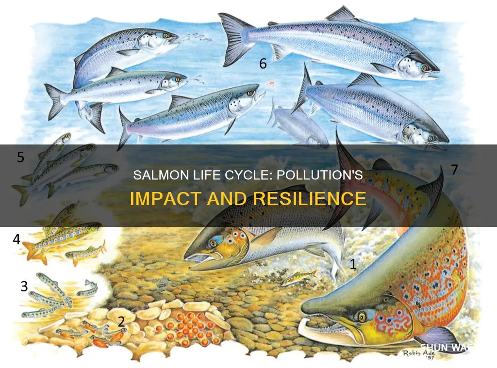 how does pollution affect salmon life cycle