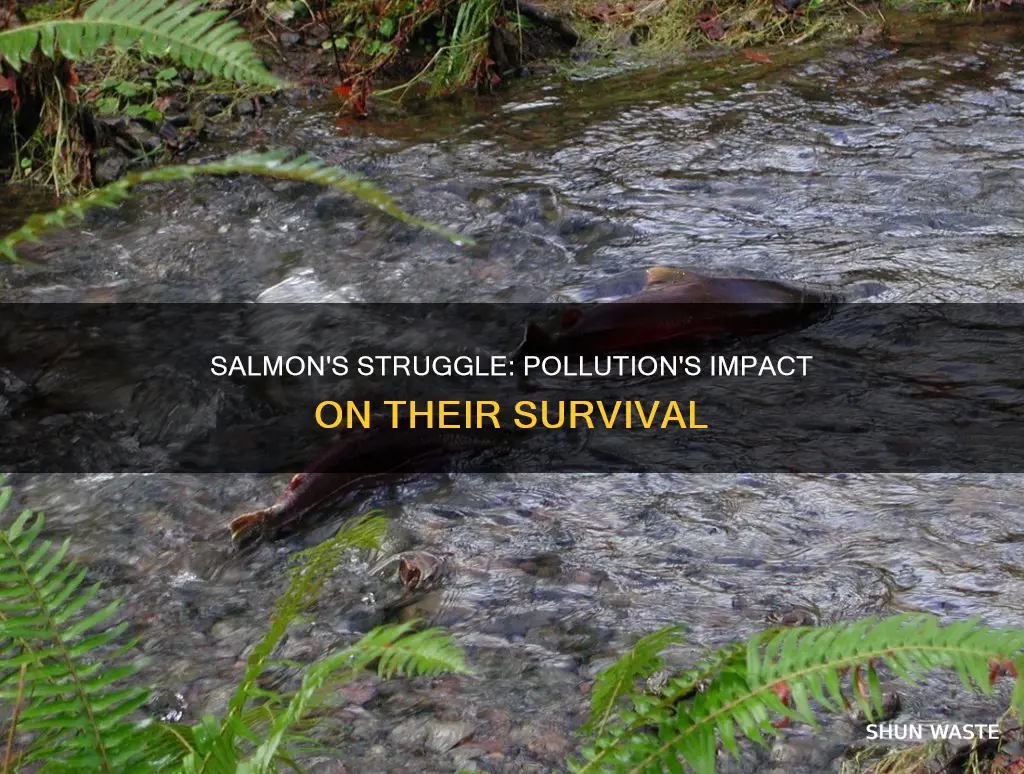 how does pollution affect salmon