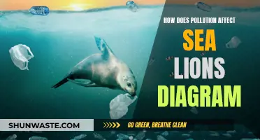 Sea Lion Health: Pollution's Impact Visualized