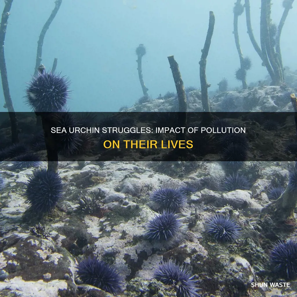 how does pollution affect sea urchins