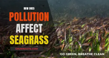 Seagrass Struggles: Understanding Pollution's Impact