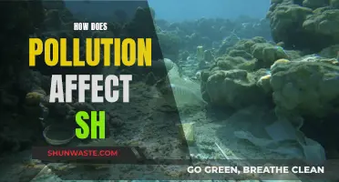 Pollution's Impact on Sea Life: Understanding the Devastation