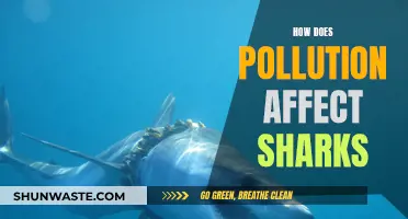 Sharks Under Threat: Understanding Pollution's Impact