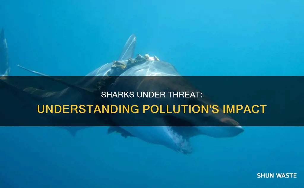 how does pollution affect sharks