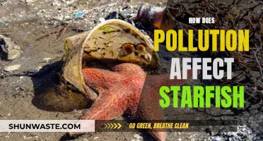 Starfish at Risk: Understanding Pollution's Impact