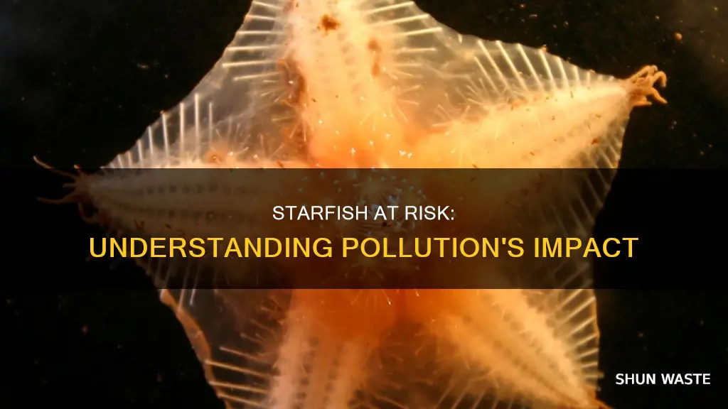 how does pollution affect starfish