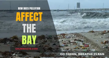 The Bay's Pollution Problem: Understanding the Impact