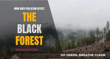 Black Forest's Bane: Understanding Pollution's Impact