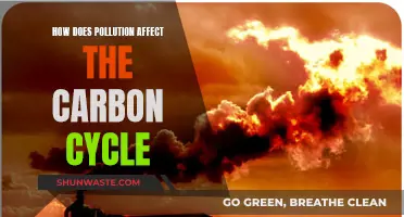 Pollution's Impact on the Carbon Cycle Explained