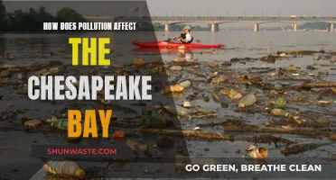 Pollution's Impact on Chesapeake Bay: A Worrying Reality