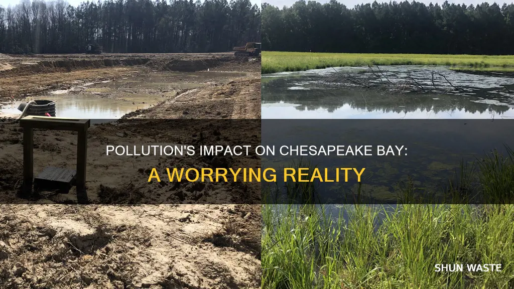 how does pollution affect the chesapeake bay